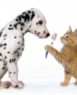 Imagem de Odontologia de cães e gatos