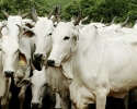 Imagem de Menos de 50% dos pecuaristas comprovaram que vacinou gado contra aftosa