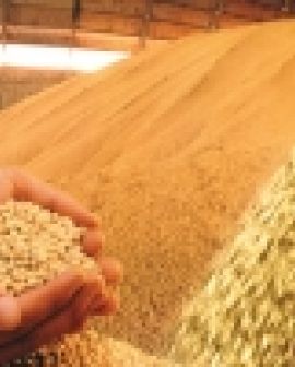 Imagem de Lavoura pode ter menos prejuízo que o esperado