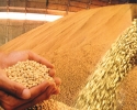 Imagem de Custo de produção do algodão, milho, soja e sorgo serão estudados