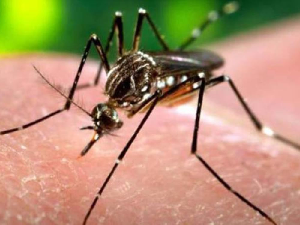 Imagem de Goiás ocupa o quarto lugar no índice de infestação de Dengue