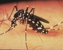 Imagem de Prefeitura segue mutirão contra a dengue