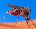 Imagem de Mobilização contra a dengue é adiada