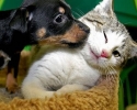 Imagem de Constipação em cães e gatos