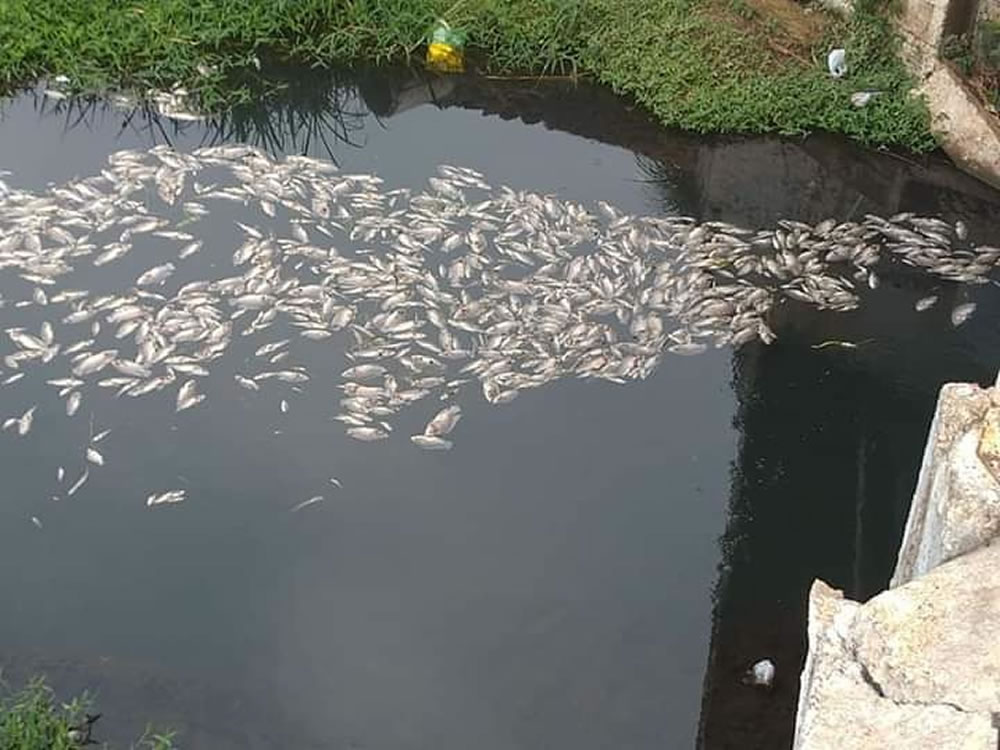 Imagem de Caso de peixes mortos em Rio Verde será investigado