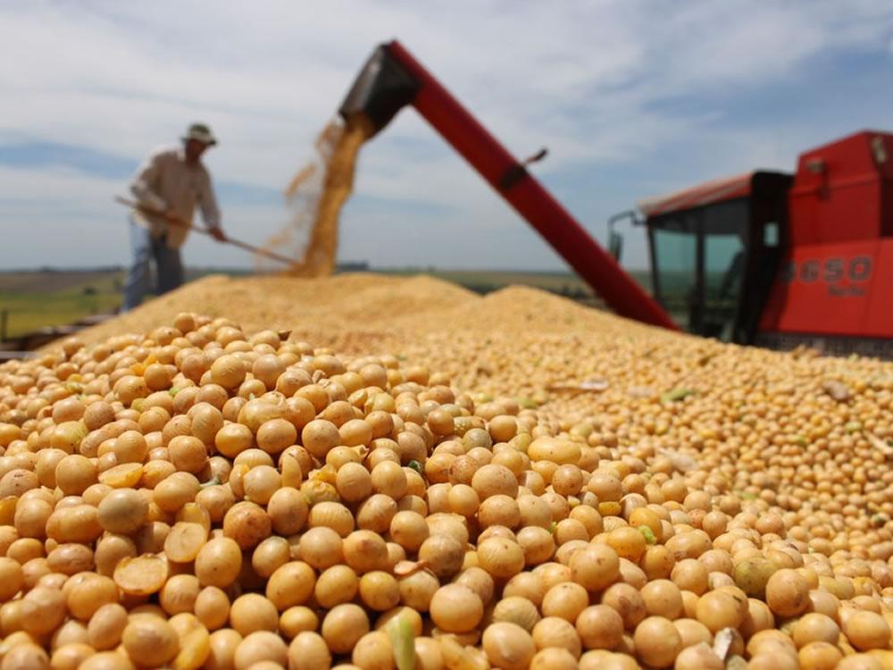 Imagem de Preços da soja caem até R$ 2 no Brasil; Goiás registrou o maior recuo