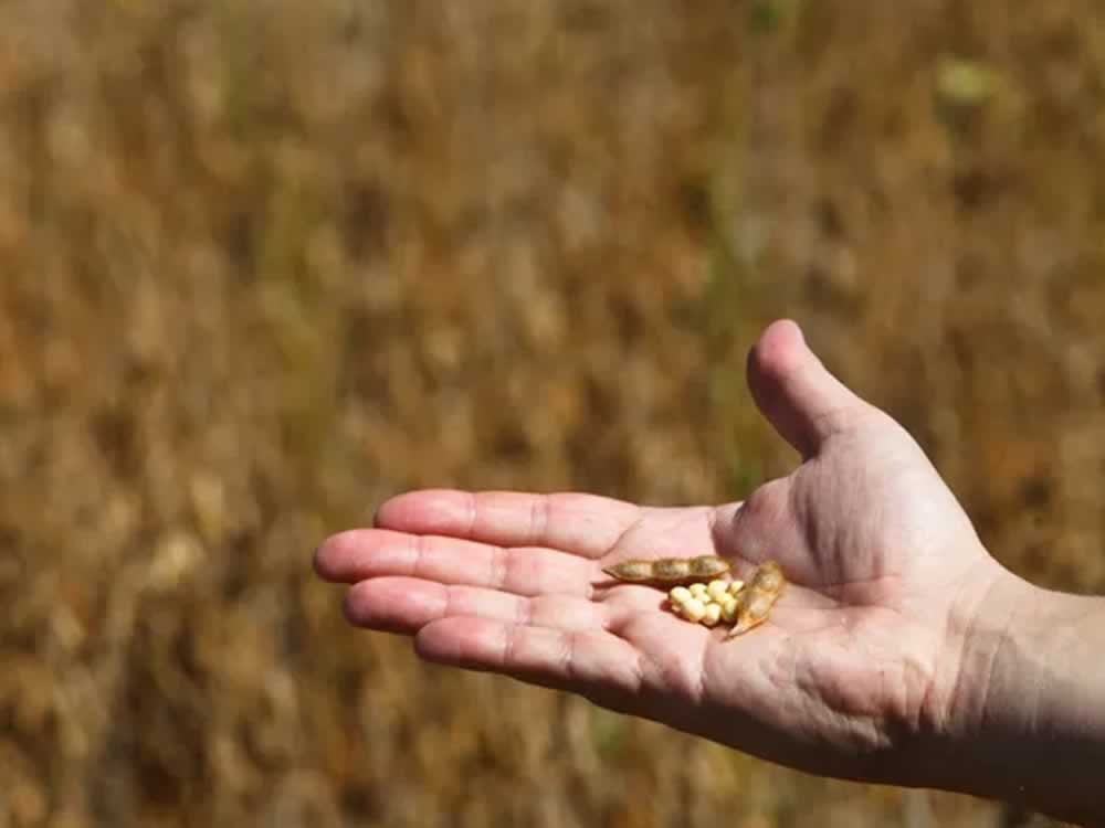 Imagem de Alta de custos compromete rentabilidade do milho e da soja