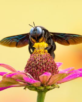 Imagem de O que o inseticida doméstico faz com insetos?