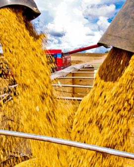 Imagem de Preços da soja sobem no Brasil, acompanhando dólar