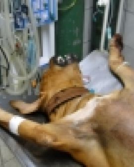 Imagem de Homem mutila cão e é preso