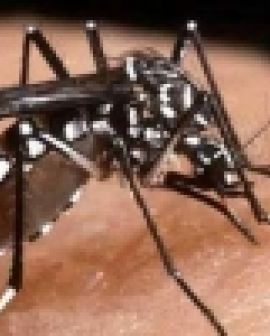 Imagem de Goiás registra mais de 80 mil casos de dengue em 2013