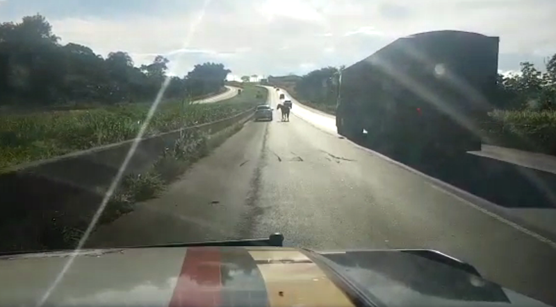Imagem de Animais soltos na rodovia põem em risco a segurança de viajantes na BR-060