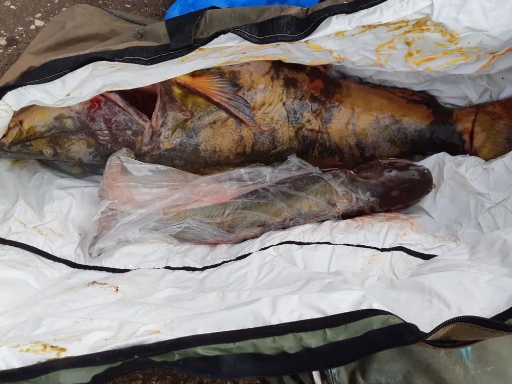 Imagem de Homem são presos em Rio Verde com pesca ilegal e centenas de munições