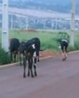 Imagem de Vacas atrapalham trânsito em Jataí