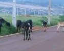 Imagem de Vacas atrapalham trânsito em Jataí