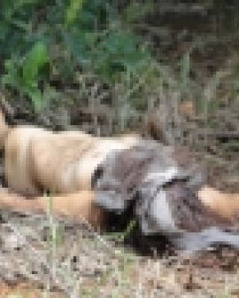 Imagem de Mulher morta a pauladas no Monte Sião