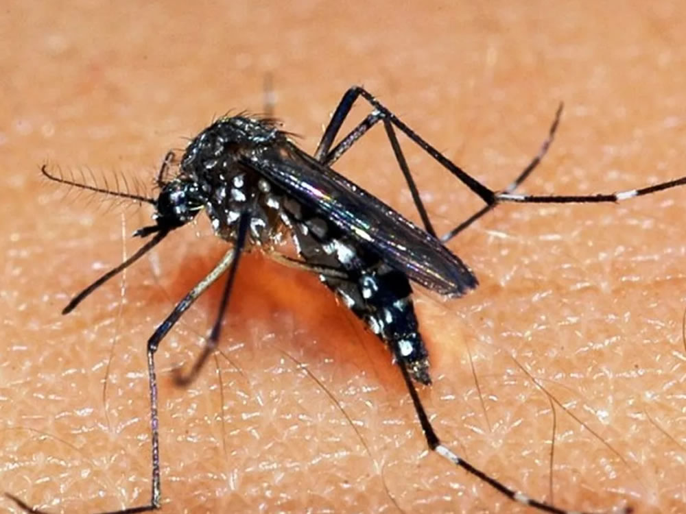 Imagem de Goiás já notificou mais de 15 mil casos de dengue neste ano