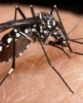 Imagem de Verão exige cuidados com a dengue