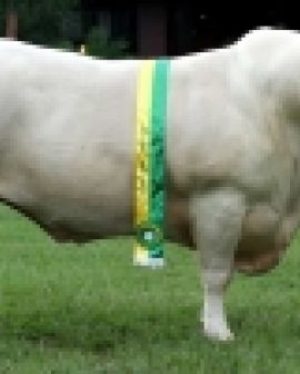 Imagem de Rio Verde terá exposição nacional da raça Canchim