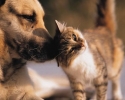 Imagem de O bicho: Insuficiência cardíaca em cães e gatos