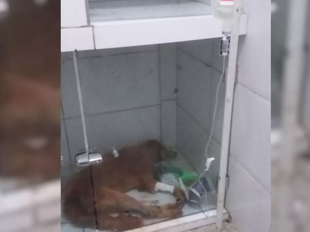 Imagem de Cão arrastado por moto tem pouca chance de sobreviver, diz veterinário