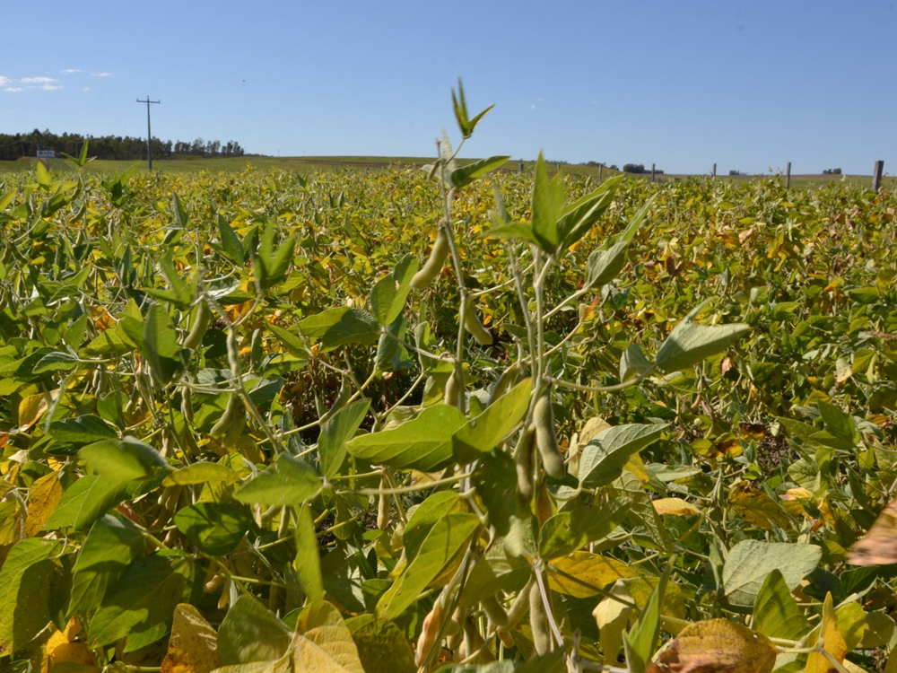 Imagem de Incerteza ronda safrinha de milho do Brasil por perdas na soja