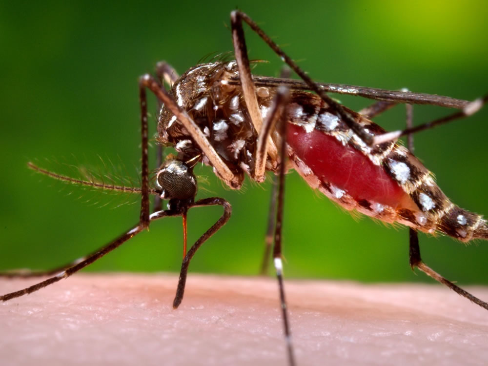 Imagem de Goiás registra mais de 25 mil casos de dengue em 2019