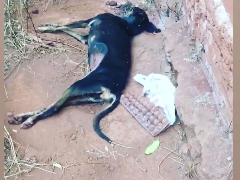 Imagem de Polícia Civil de Rio Verde tenta resgatar cães, mas eles já estavam mortos