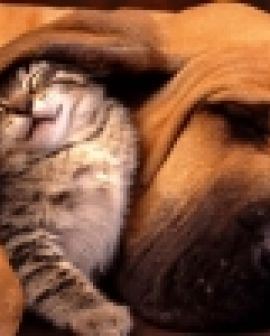 Imagem de Aspectos nutricionais de cães e gatos