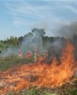 Imagem de Bombeiros alertam para o risco de queimadas