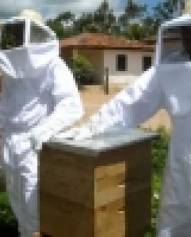 Imagem de Goiás busca avançar na apicultura