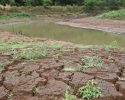 Imagem de Pouca chuva preocupa produtores
