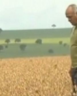 Imagem de Agricultores reclamam do excesso de chuva