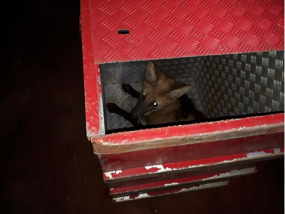 Imagem de Lobo-guará é resgatado em área urbana de Rio Verde