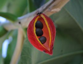 Imagem de O Cerrado Brasileiro em fotografias