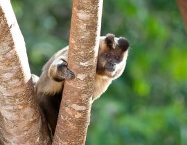 Imagem de O Cerrado Brasileiro em fotografias