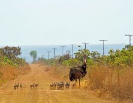 Imagem de O Cerrado Brasileiro em fotografias