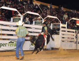 Imagem de Maior rodeio em touros do Brasil começa hoje