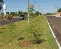 Imagem de Avenida Beija-flor ganha um colorido especial