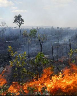 Imagem de Produtores rurais se unem para traçar estratégias emergenciais contra as queimadas