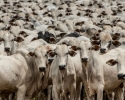 Imagem de Rebanho bovino alcança número recorde em Goiás