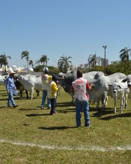 Imagem de Exposição oficial dos Rankings Nacionais Nelore e Nelore Mocho acontece em Uberlândia