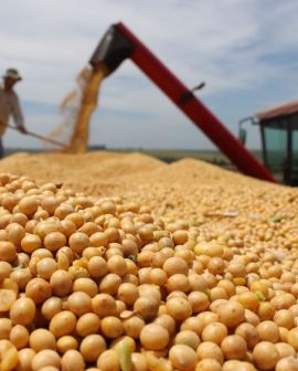 Imagem de Preço da soja sobe até R$ 1,50 no Brasil com bom ritmo de negócios