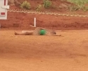 Imagem de Mulher é encontrada morta e seminua em terreno baldio