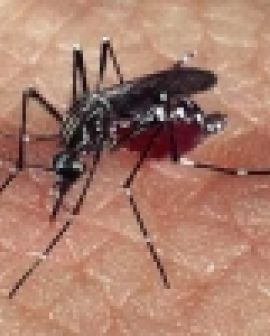 Imagem de Casos de dengue diminuem em Goiás