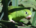 Imagem de Aves silvestres foram devolvidas para a natureza