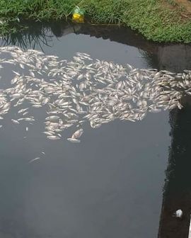 Imagem de Caso de peixes mortos em Rio Verde será investigado