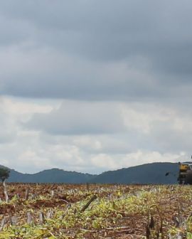 Imagem de Semeadura de soja em Goiás pode começar a partir desta quarta-feira, 25