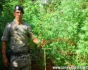 Imagem de Polícia encontra plantação de maconha em Santa Helena