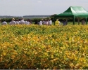 Imagem de Coodetec reúne produtores e profissionais agrícolas em Rio Verde